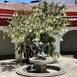 Museo Arqueológico de La Serena - La Serena