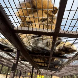 Parque Safari - Linares