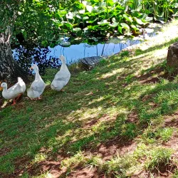 Parque Isla Teja - Los Ángeles