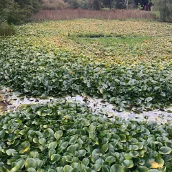 Parque Isla Teja - Los Ángeles