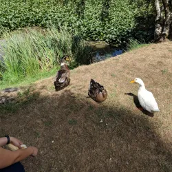 Parque Isla Teja - Los Ángeles