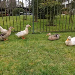 Parque Isla Teja - Los Ángeles