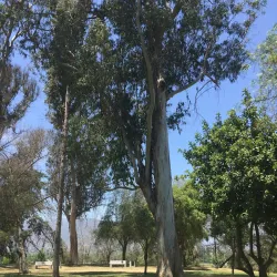 Parque Municipal de Melipilla - Melipilla
