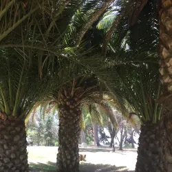 Parque Municipal de Melipilla - Melipilla