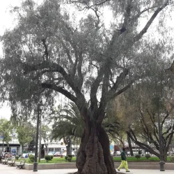 Plaza de Armas de Melipilla - Melipilla