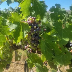 Viña Santa Rita - Melipilla