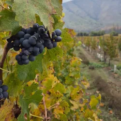 Viña Santa Rita - Melipilla