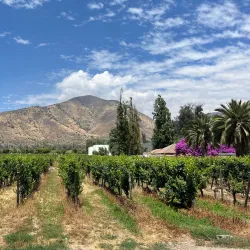 Viña Santa Rita - Melipilla