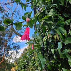 Parque Cuarto Centenario - Osorno