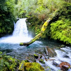 Puyehue National Park - Osorno