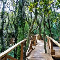 Parque Nacional Bosque Fray Jorge - Ovalle