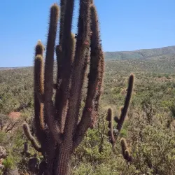 Parque Nacional Bosque Fray Jorge - Ovalle