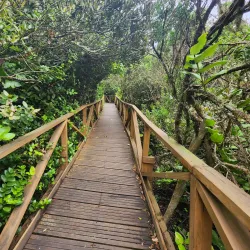Parque Nacional Bosque Fray Jorge - Ovalle