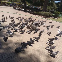 Plaza de Armas de Ovalle - Ovalle
