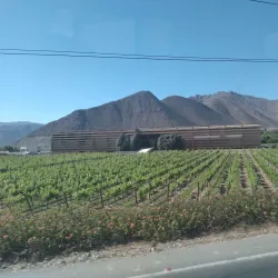 Viña Falernia - Ovalle