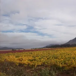 Viña Falernia - Ovalle