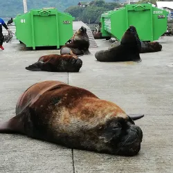 Angelmo Fish Market - Puerto Montt
