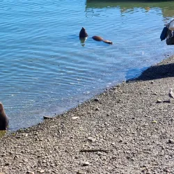 Caleta Angelmó - Puerto Montt