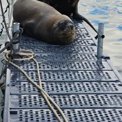 Puerto Montt Marina - Puerto Montt