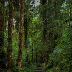 Alerce Andino National Park - Puerto Varas