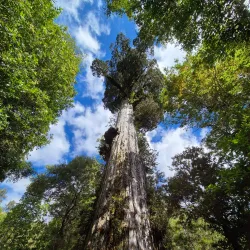 Alerce Andino National Park - Puerto Varas