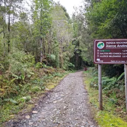 Alerce Andino National Park - Puerto Varas