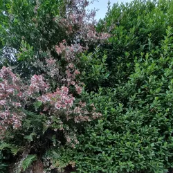 Church of the Sacred Heart of Jesus - Puerto Varas