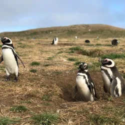 Magdalena Island Penguin Colony - Punta Arenas