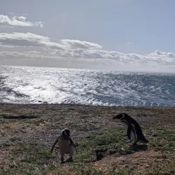Magdalena Island Penguin Colony - Punta Arenas