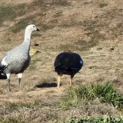 Magdalena Island Penguin Colony - Punta Arenas