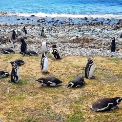 Magdalena Island Penguin Colony - Punta Arenas