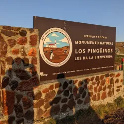 Magdalena Island Penguin Colony - Punta Arenas