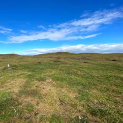 Magdalena Island Penguin Colony - Punta Arenas