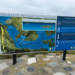 Magdalena Island Penguin Colony - Punta Arenas