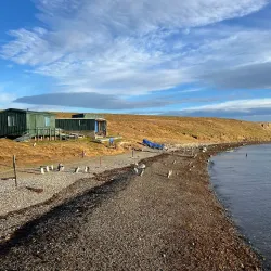 Magdalena Island Penguin Colony - Punta Arenas