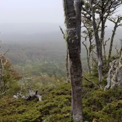 Reserva Nacional Magallanes - Punta Arenas