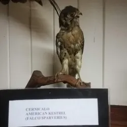 Museo Municipal de Quellón - Quellón