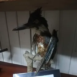 Museo Municipal de Quellón - Quellón