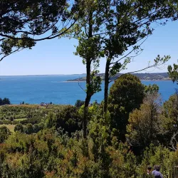 Reserva Natural Isla Chaullín - Quellón