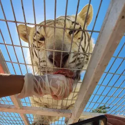 Parque Safari Rancagua - Rancagua