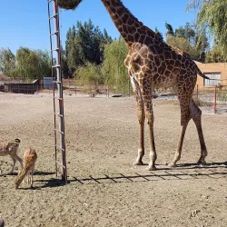 Parque Safari Rancagua - Rancagua