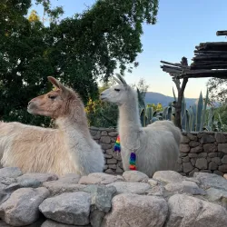 Viña Santa Cruz - Rancagua