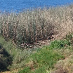 Bird Watching - San Antonio de Petrel