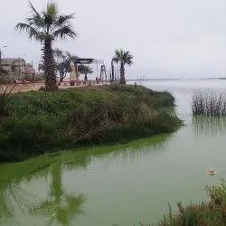 Bird Watching - San Antonio de Petrel