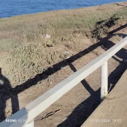 Bird Watching - San Antonio de Petrel