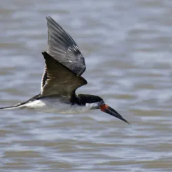 Countryside Hiking Trails - San Antonio de Petrel