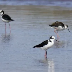 Countryside Hiking Trails - San Antonio de Petrel