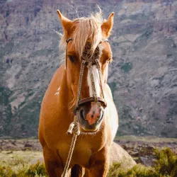 Horseback Riding Tours - San Antonio de Petrel