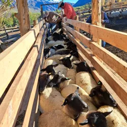 Horseback Riding Tours - San Antonio de Petrel