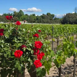 Local Vineyards and Wineries - San Antonio de Petrel